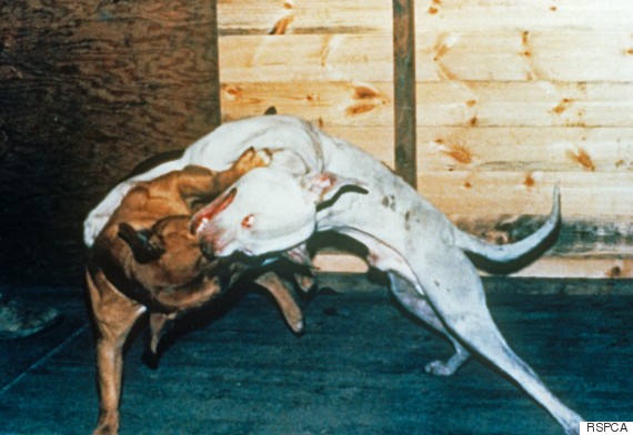 Pit Bull Terrier Two adults fighting UK  1007689 Please read our licence terms supplied with this image. All digital images must be deleted after authorised use unless otherwise agreed in writing. Photograph by RSPCA www.rspcaphotolibrary.com  Tel: 0870 754 0150     Fax: 0870 753 0048    email: pictures@rspcaphotolibrary.com
